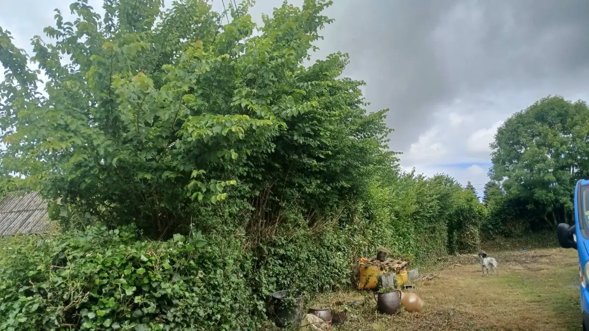 Avant : arbustes et haie envahissants en bord de route, sous les lignes électriques