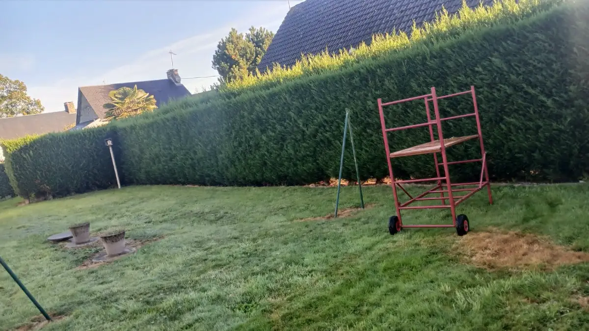 Avant : haie de thuyas au dessus irrégulier, échafaudage roulant sur la pelouse