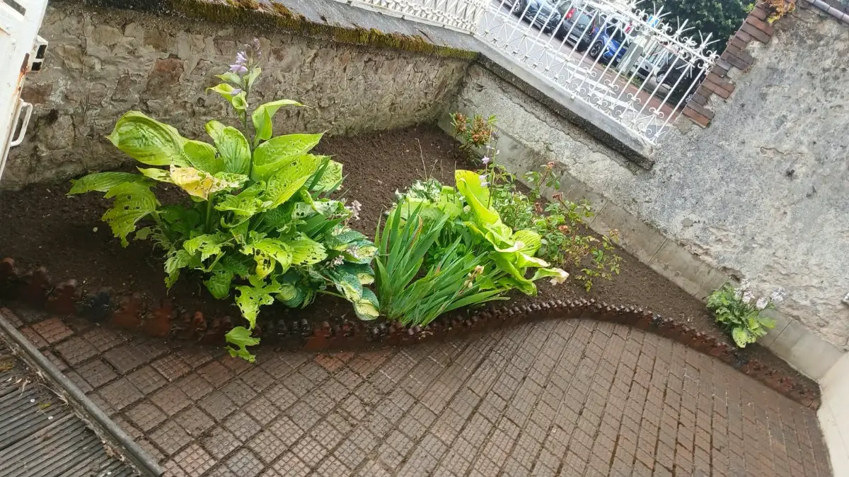 Après : massif désherbé, terre propre, hostas et iris conservés